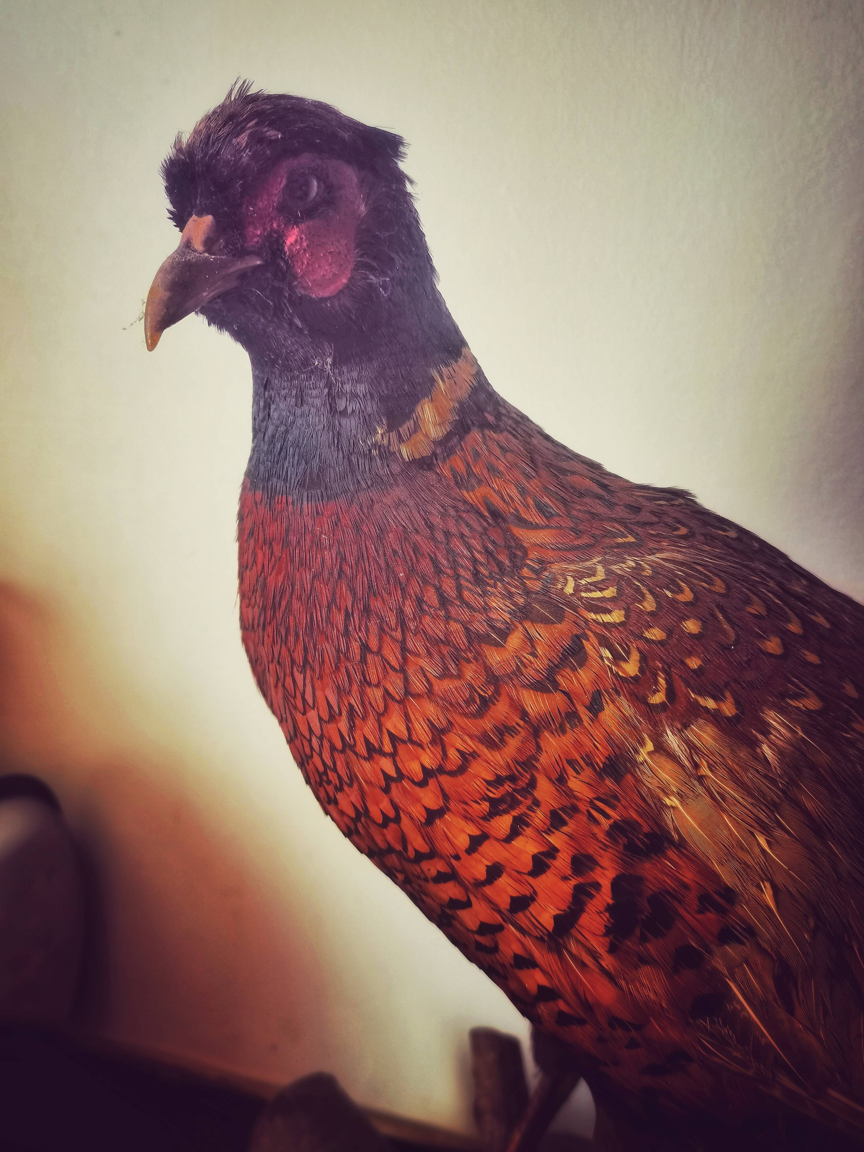 Taxidermy pheasants