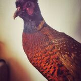 Taxidermie faisans