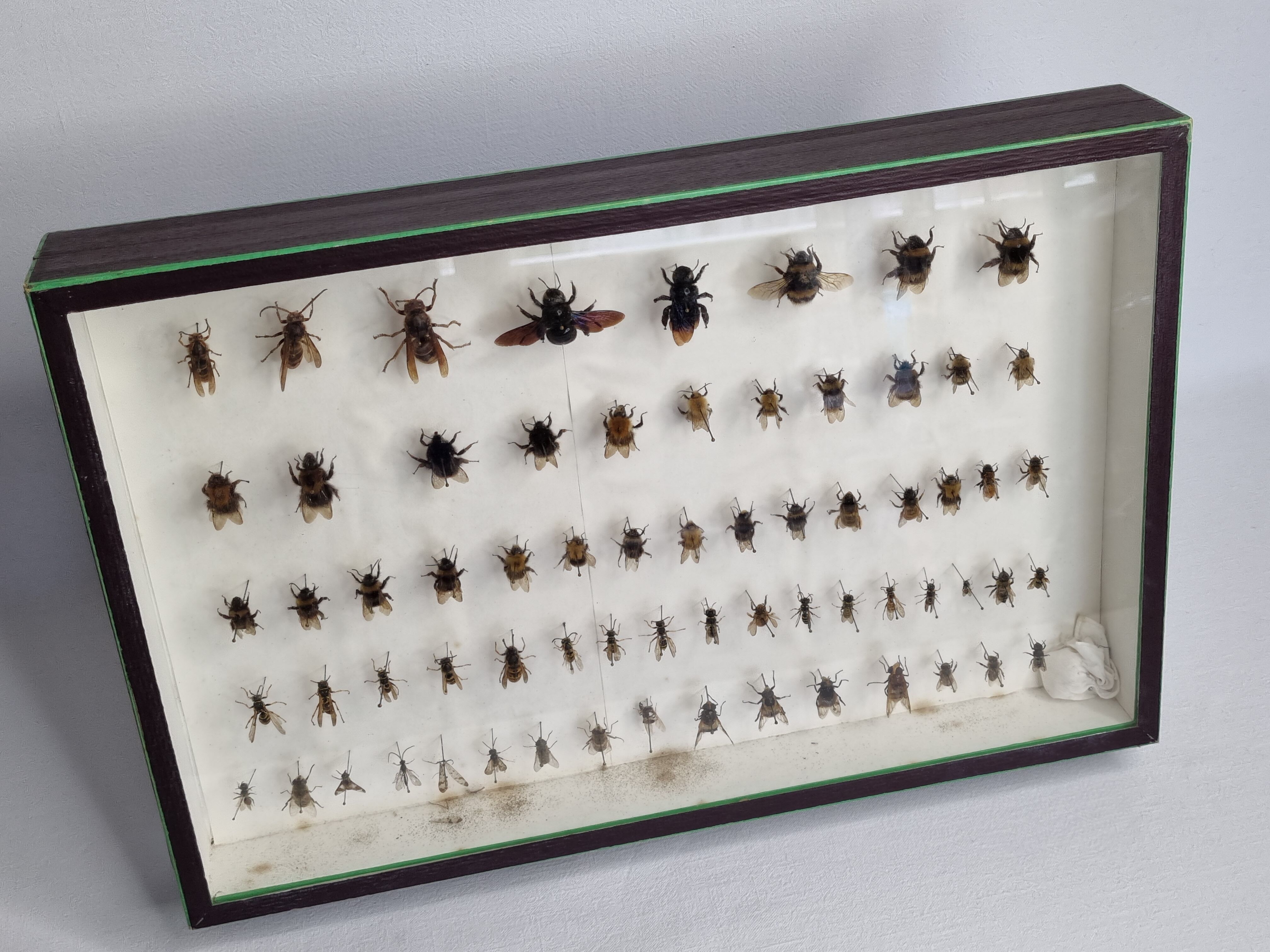 Collection d'entomologiste 67 variétés d'hyménoptères
