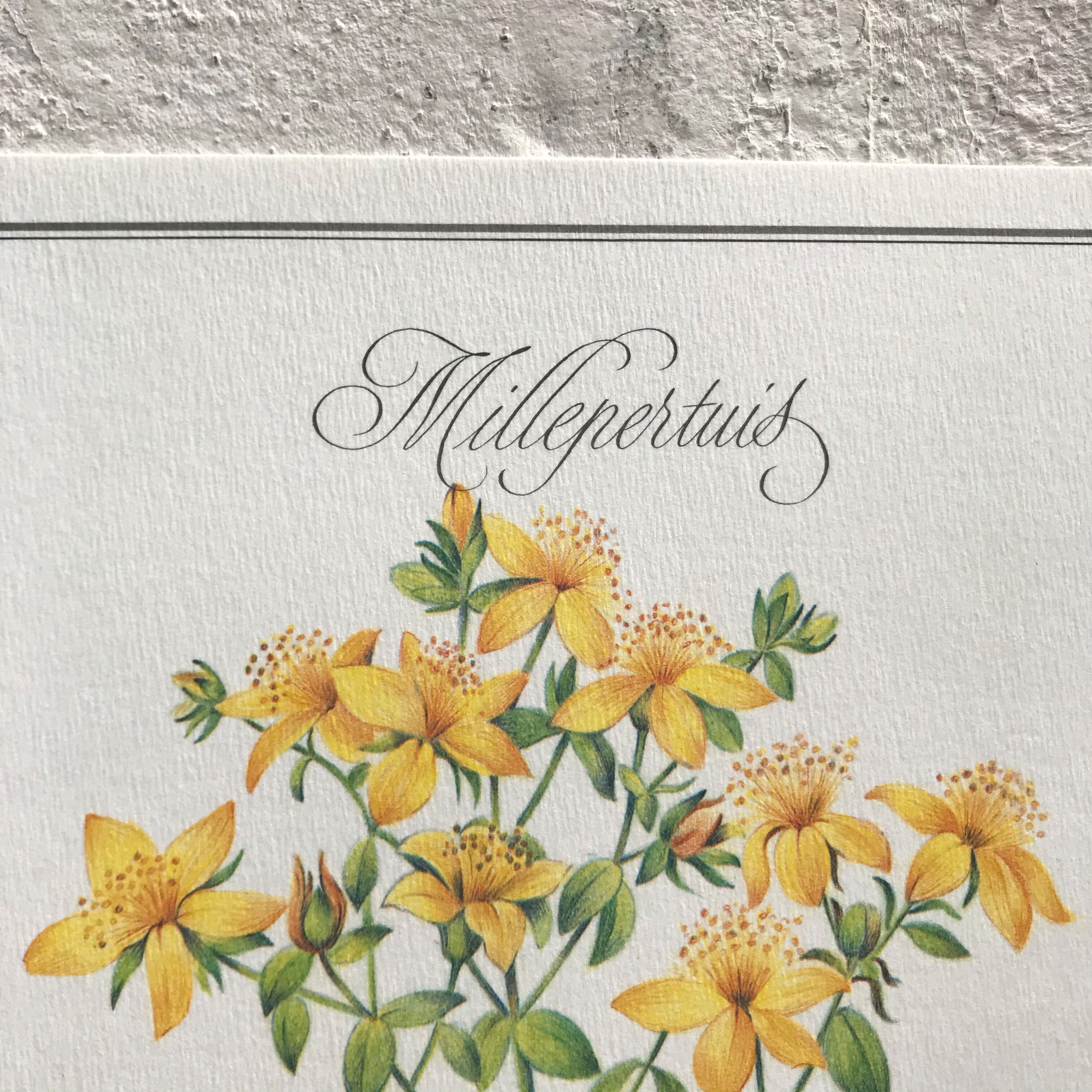 Botanical plank the Millepertuis