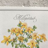 Botanical plank the Millepertuis