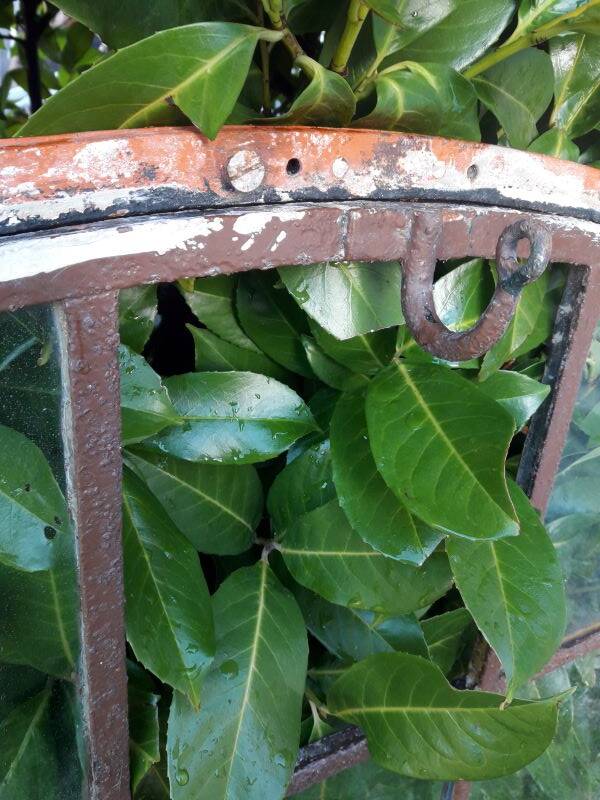 W84xH137.5 industrial curved metal glass frame window