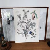 Botanical plates