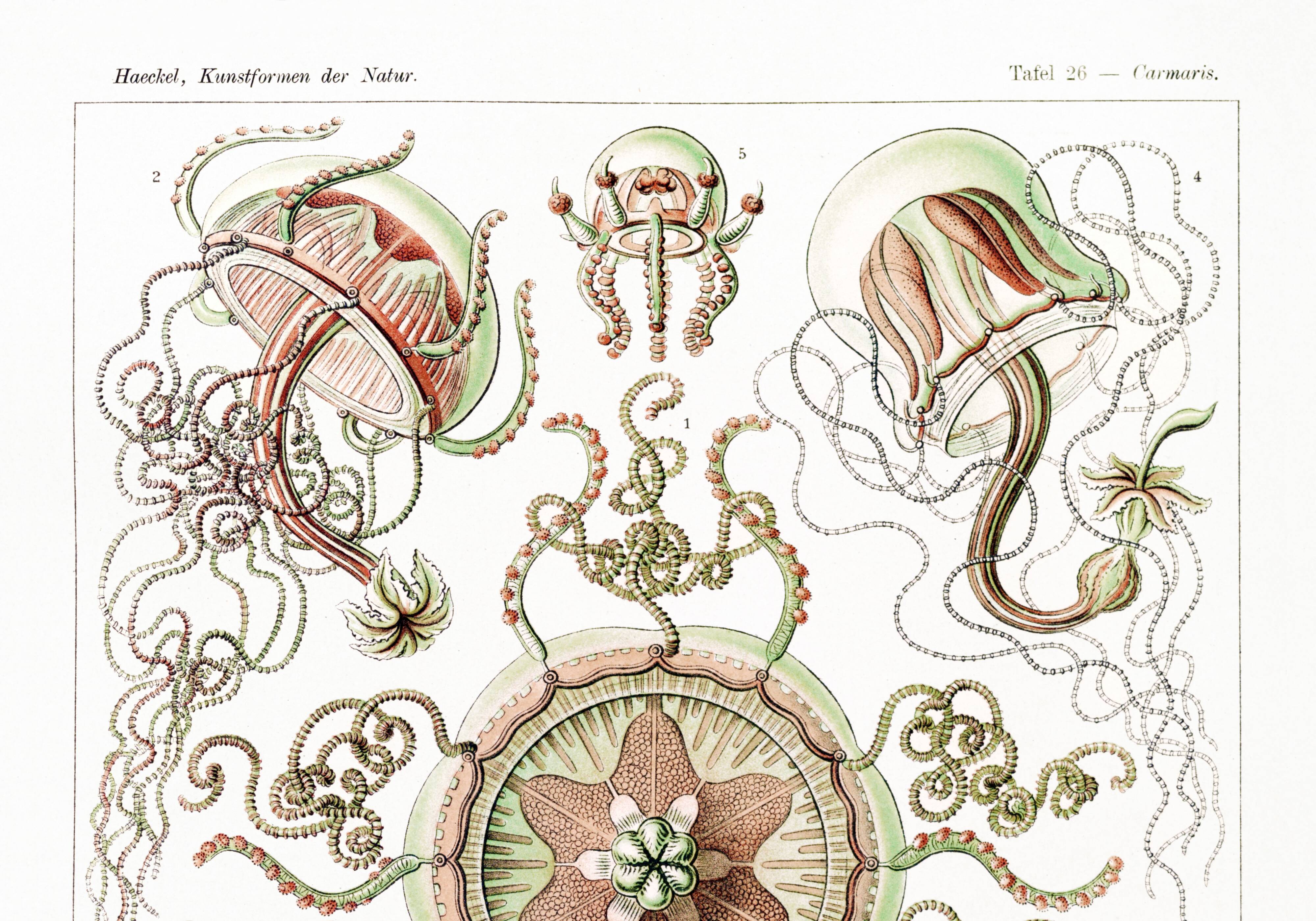 Poster on pelagic jellyfish, based on an old lithograph from 1904