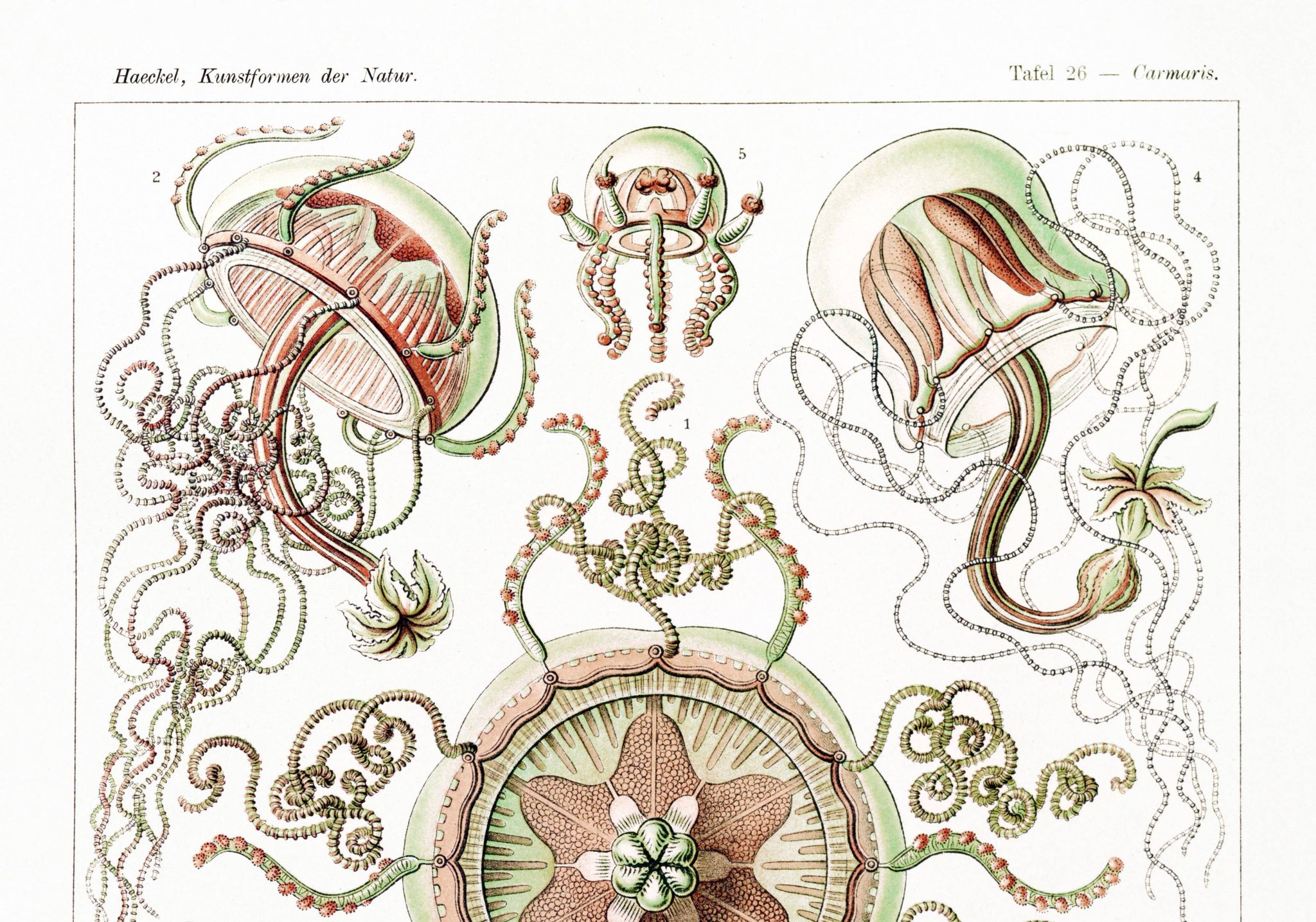 Poster on pelagic jellyfish, based on an old lithograph from 1904