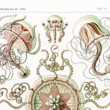 Poster on pelagic jellyfish, based on an old lithograph from 1904