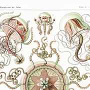 Poster on pelagic jellyfish, based on an old lithograph from 1904