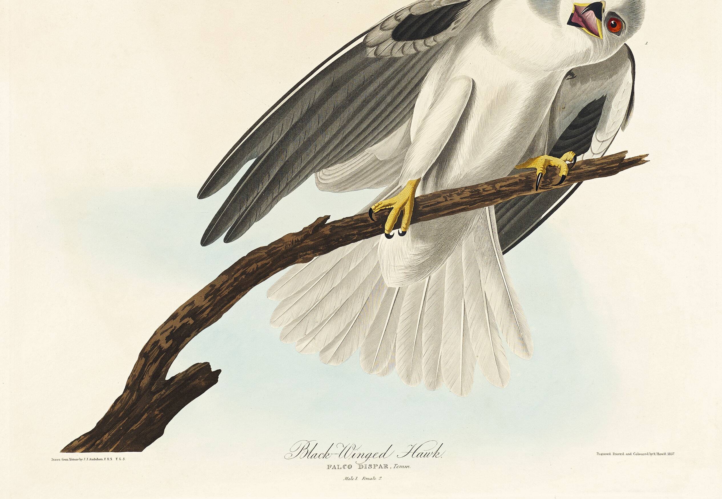Poster about the White Kite, based on an old engraving from 1827.