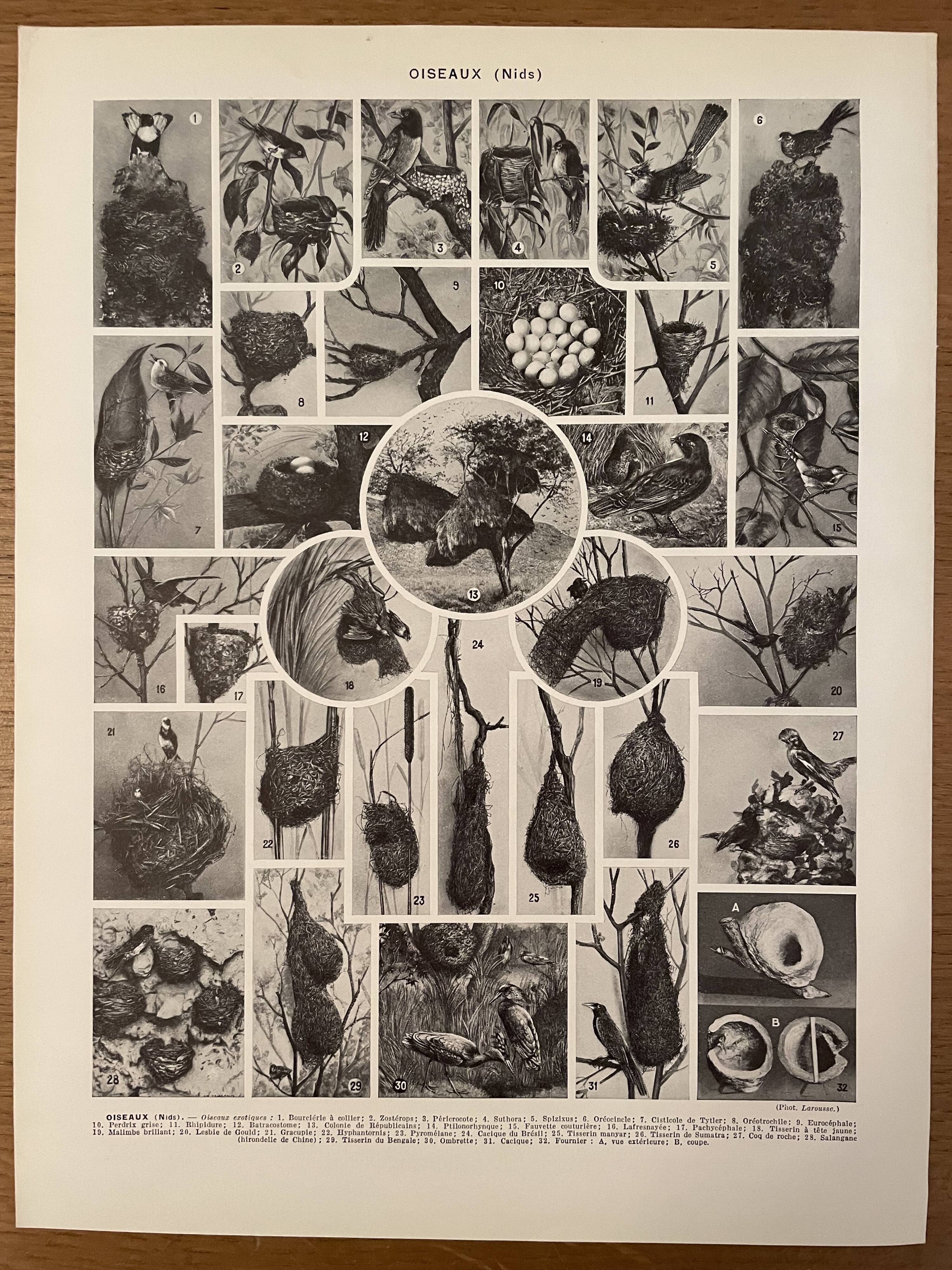 Lithographie gravure sur les oiseaux (autruche) de 1928