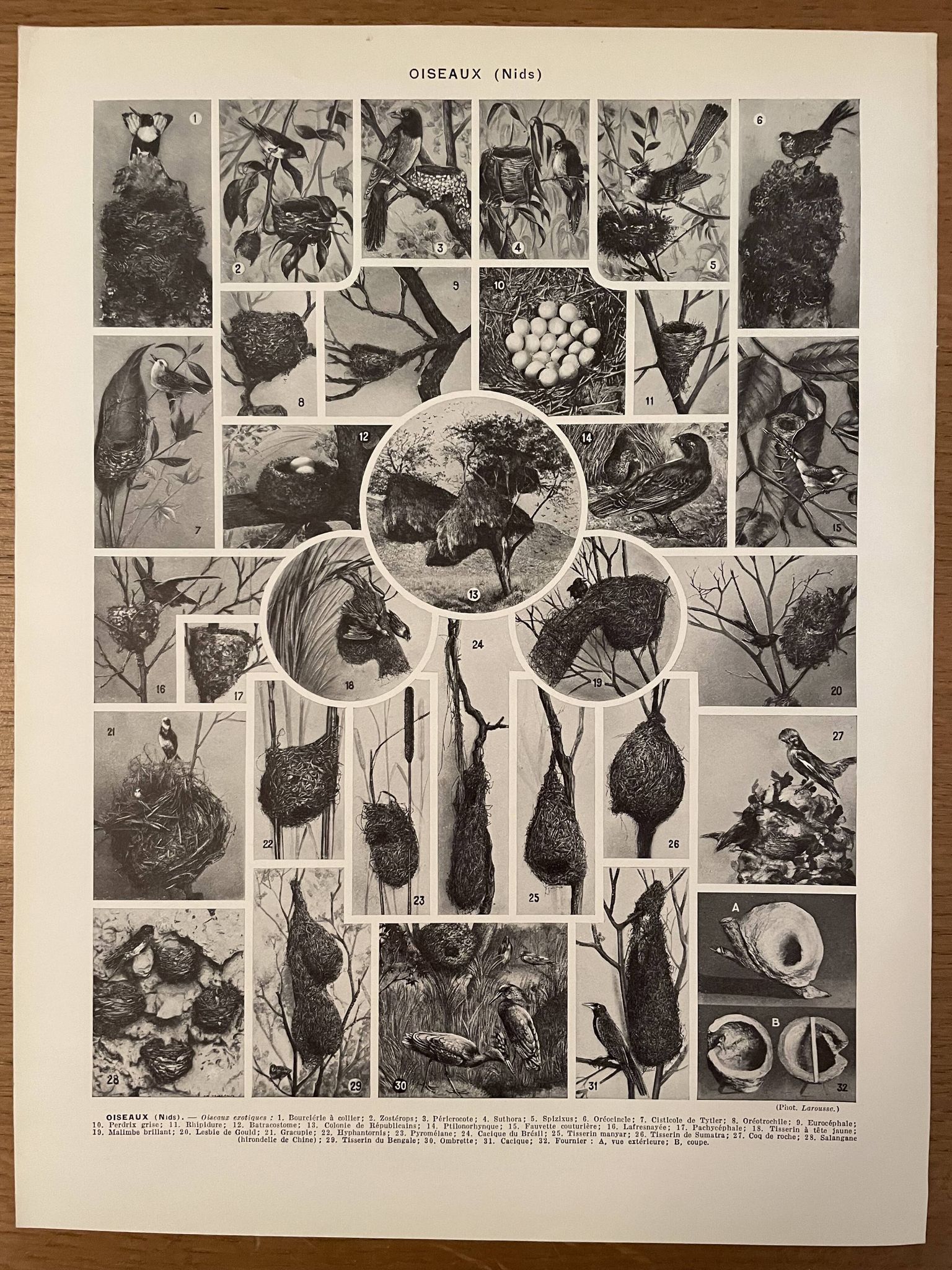 Lithographie gravure sur les oiseaux (autruche) de 1928