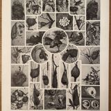 Lithograph engraving on birds (ostrich) from 1928