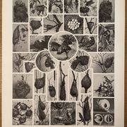 Lithographie gravure sur les oiseaux (autruche) de 1928