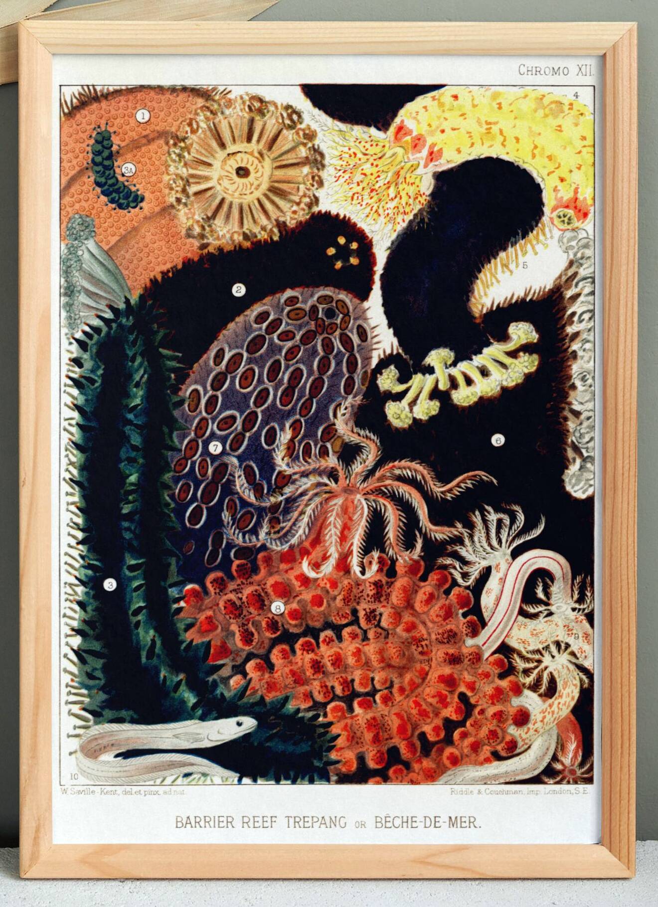 Affiche sur la Bêche-de-mer, d’après une lithographie ancienne de 1893.