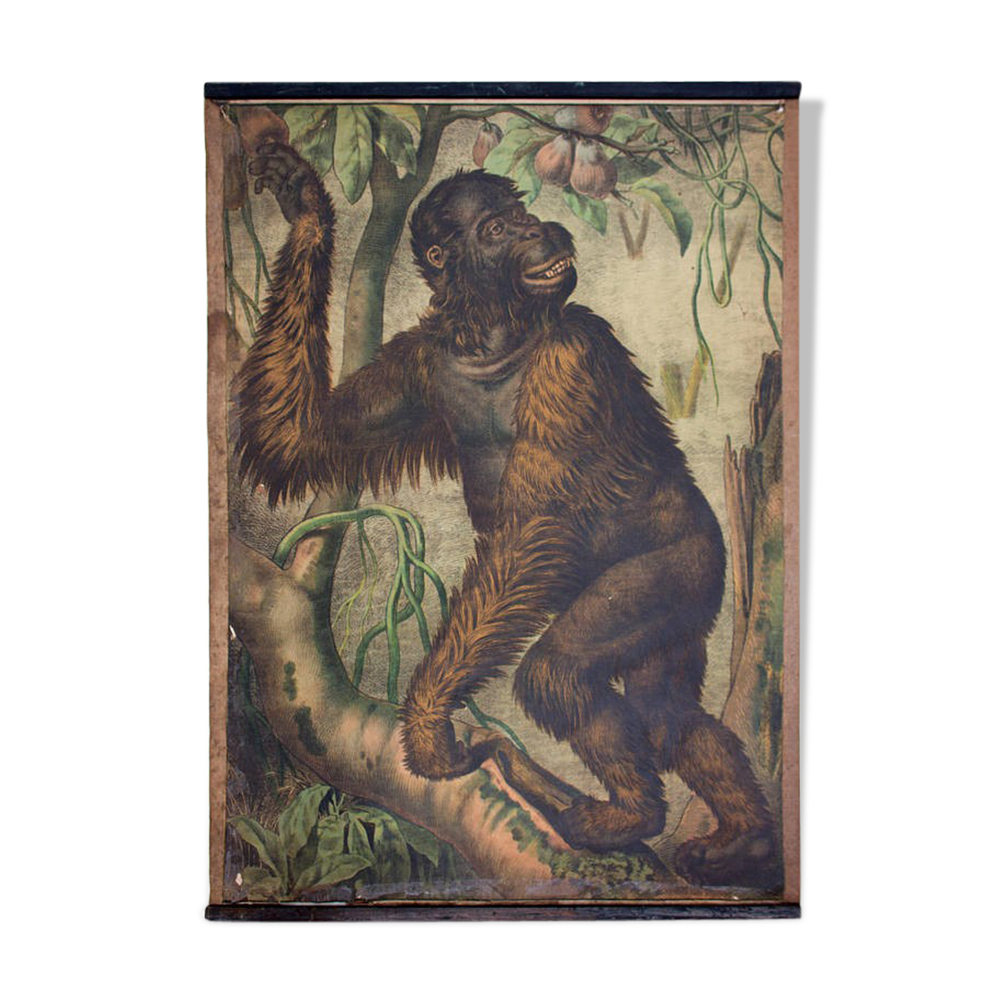 Educational poster, orang utan, lithograph, Karl Jansky, Böhmen, 1897