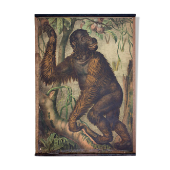 Affiche éducative, orang outan, lithographie, Karl Jansky, Böhmen, 1897