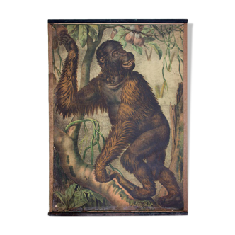 Educational poster, orang utan, lithograph, Karl Jansky, Böhmen, 1897