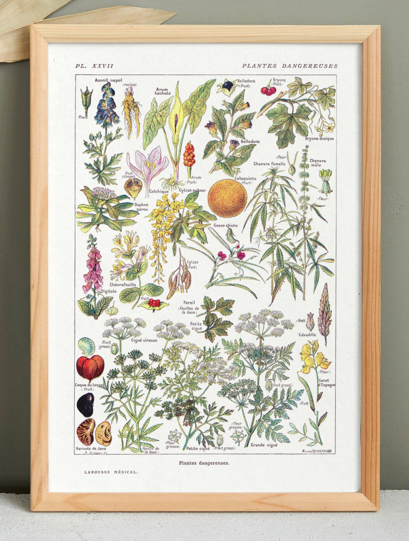 Poster about dangerous plants "hemlock", from a 1920 lithograph