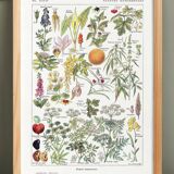 Poster about dangerous plants "hemlock", from a 1920 lithograph
