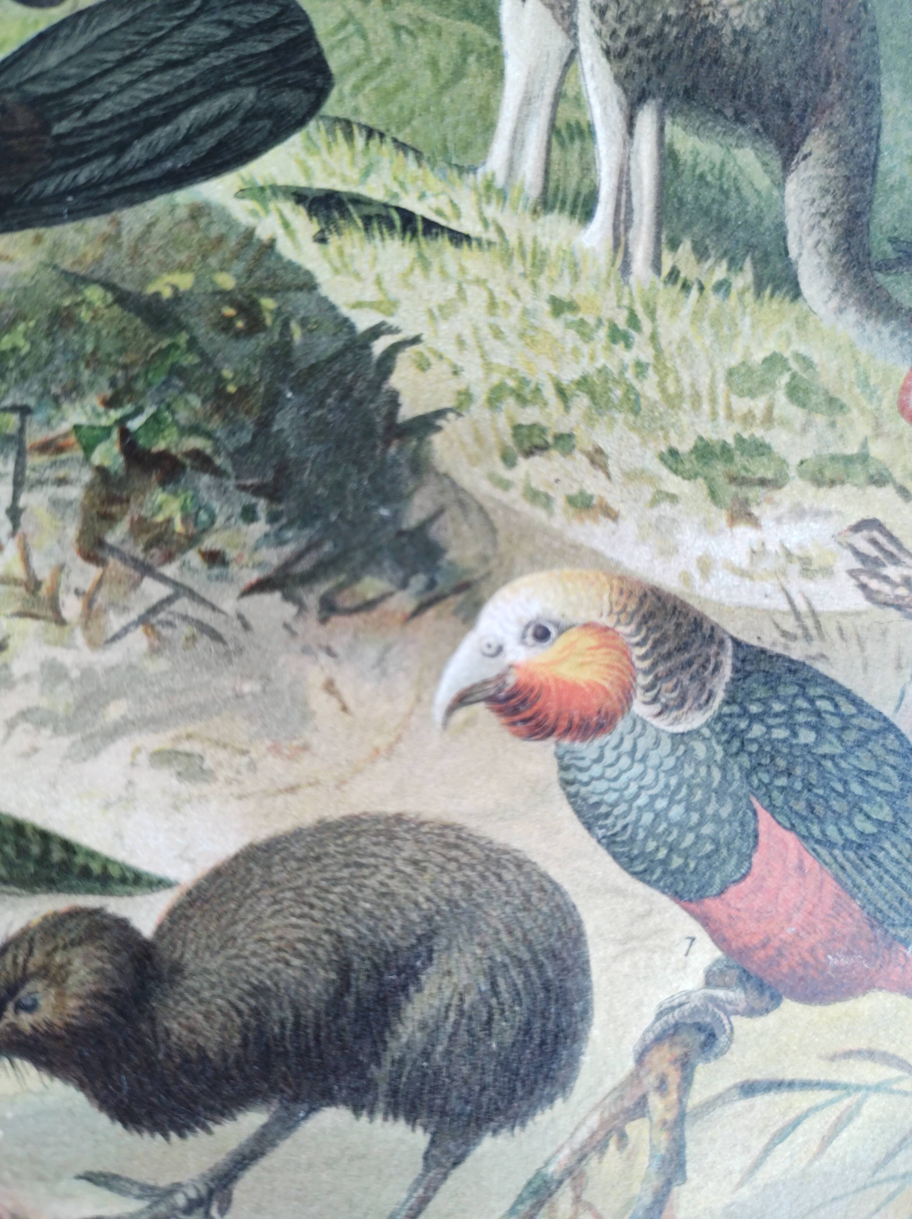 Antique plate 1909 - Fauna and animals of Australia, Vintage lithograph