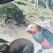 Antique plate 1909 - Fauna and animals of Australia, Vintage lithograph