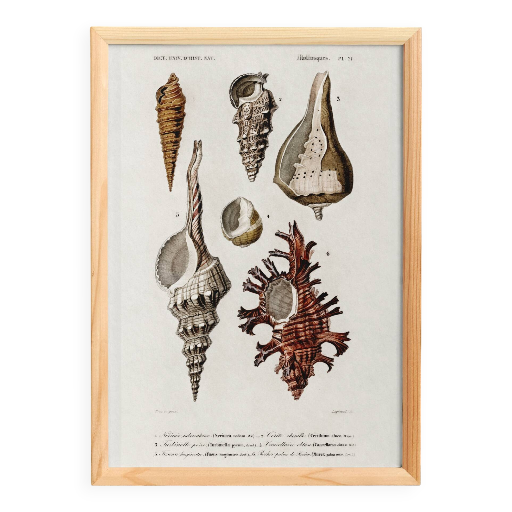 Poster about seashells, based on an old engraving from 1849.