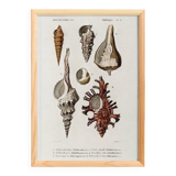 Poster about seashells, based on an old engraving from 1849.