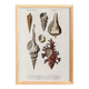 Poster about seashells, based on an old engraving from 1849.