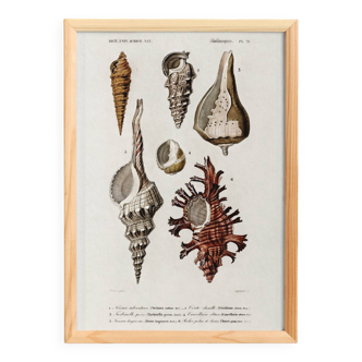 Poster about seashells, based on an old engraving from 1849.