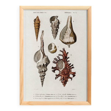 Poster about seashells, based on an old engraving from 1849.