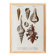 Poster about seashells, based on an old engraving from 1849.