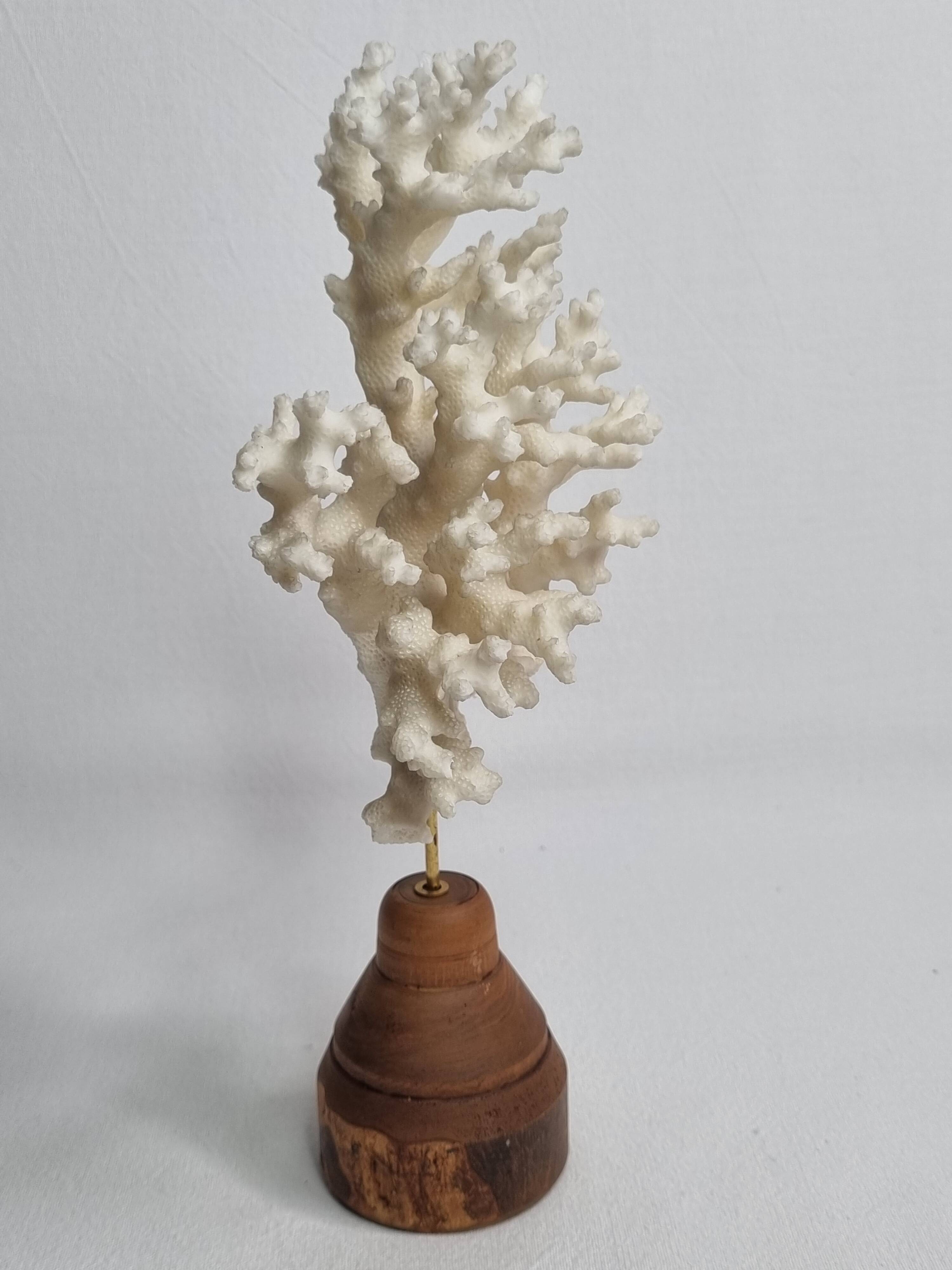 Antique white coral on turned wooden base, 25 cm