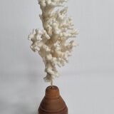Ancien corail blanc sur socle en bois tourné, 25 cm