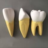 Large size dental model 3 teeth