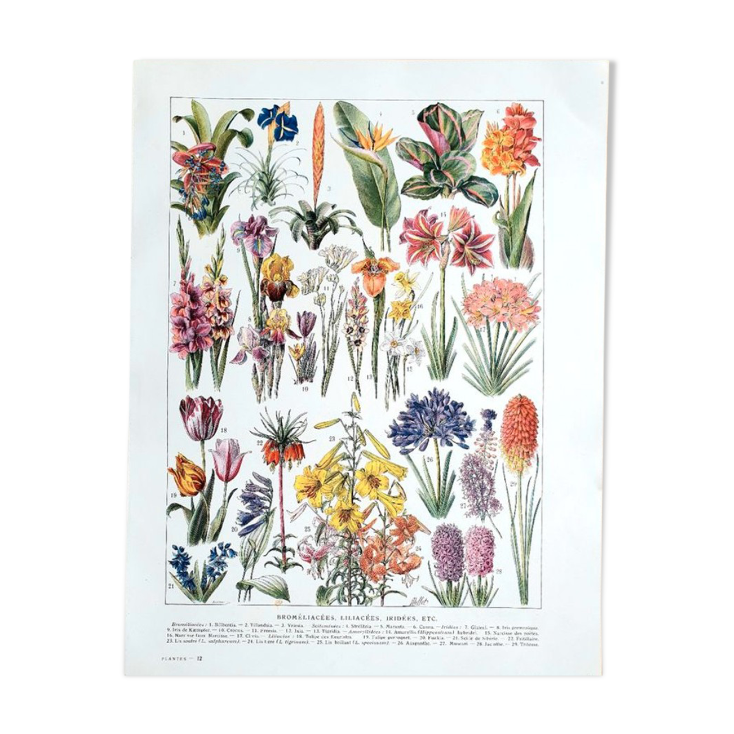 Ancient botanical plate 20s Bromeliads