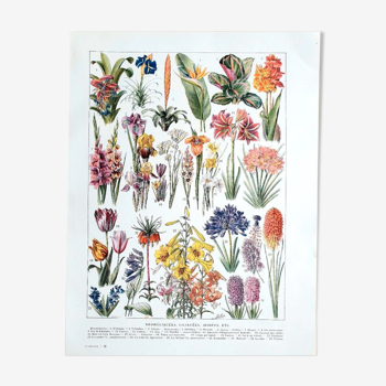 Ancient botanical plate 20s Bromeliads