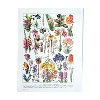Ancient botanical plate 20s Bromeliads