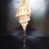 Cabinet of Curiosities 49cm Fasciolaria Shell on base