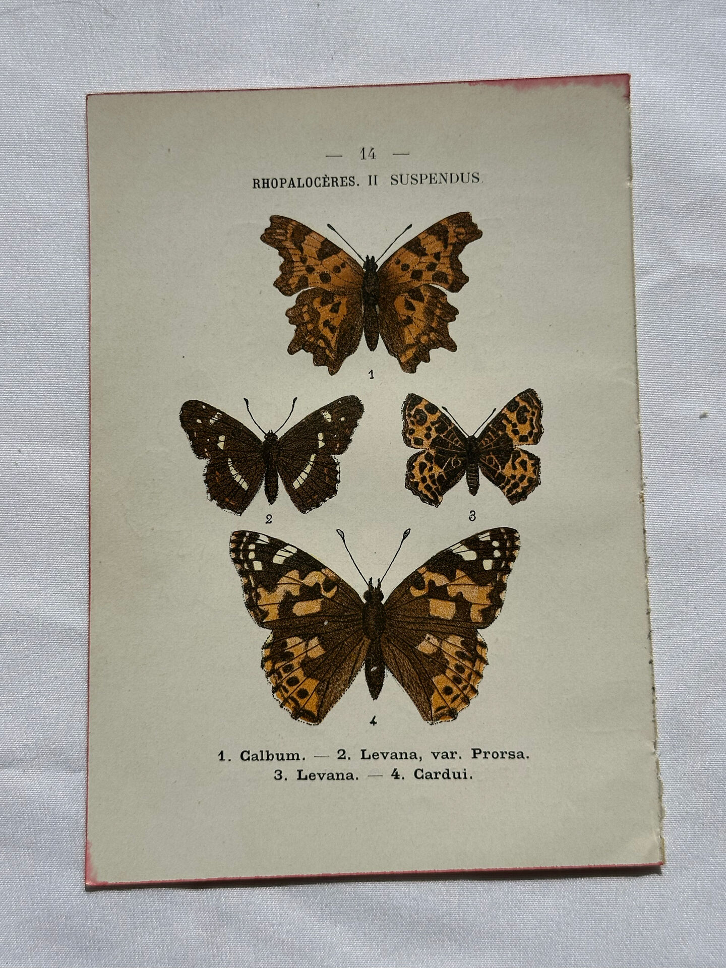 Botanical engraving double-sided butterflies naturalist plate etching