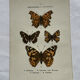 Botanical engraving double-sided butterflies naturalist plate etching