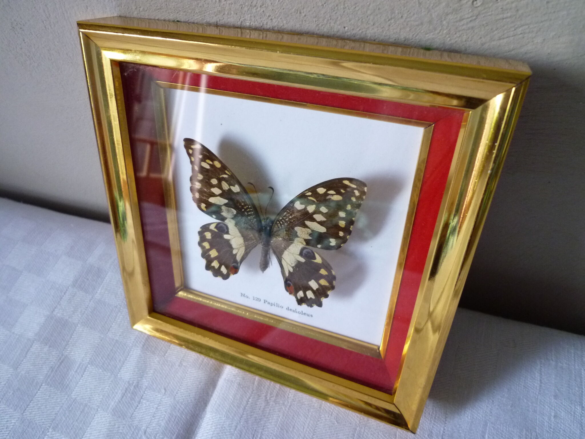 Butterfly under glass