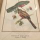 Trio of ornithological boards