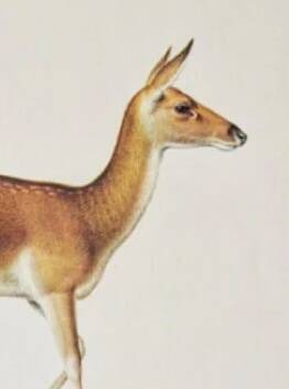 Bestiary plates from the Natural History Museum The doe