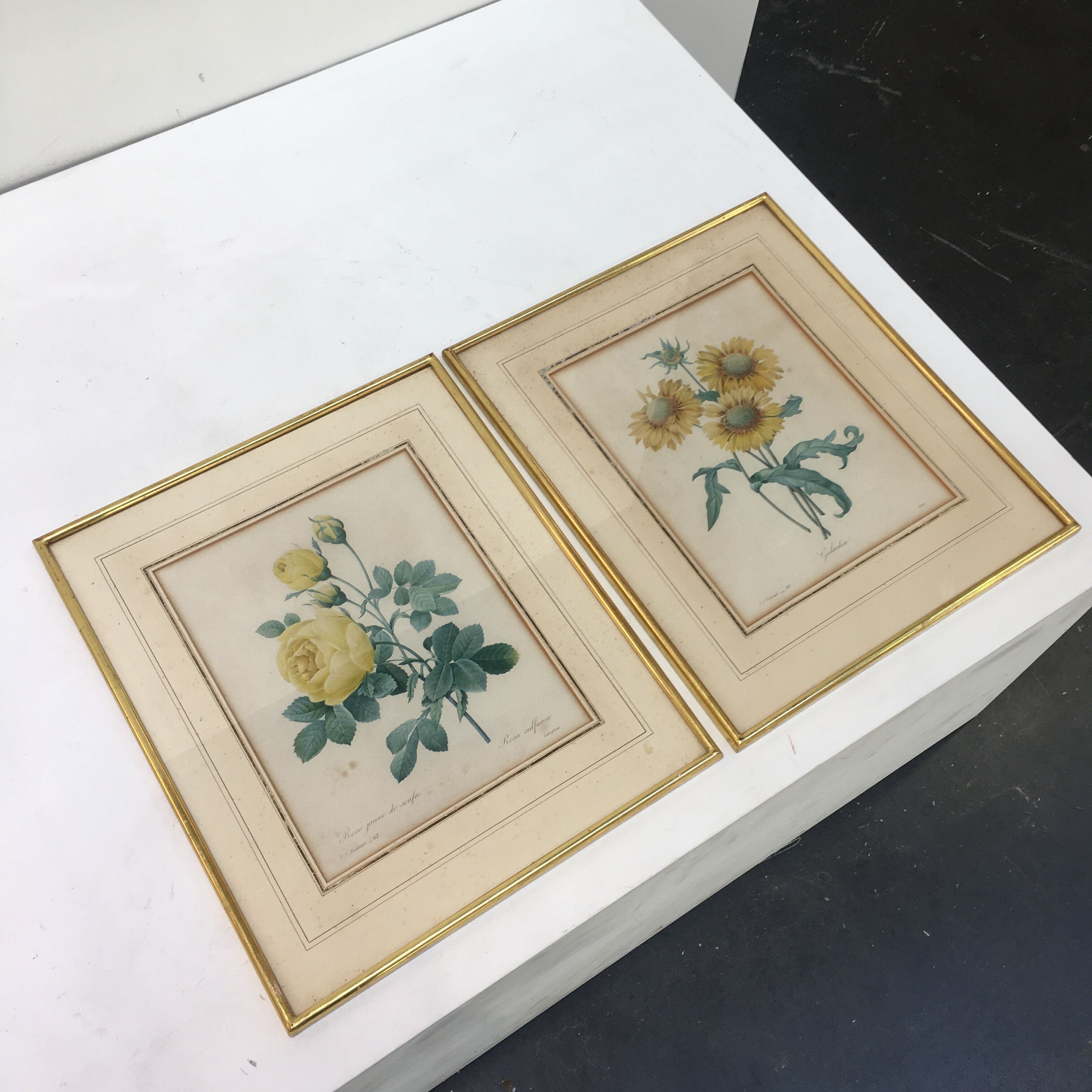 Pair of flower engravings by P.J. Redouté