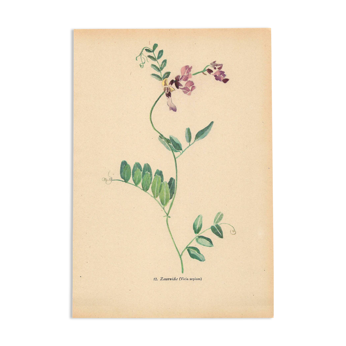 Old illustration 1948 - Vetch - Meadow flower. Botanical plate.