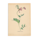 Old illustration 1948 - Vetch - Meadow flower. Botanical plate.