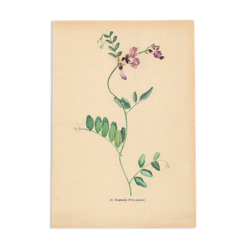 Illustration ancienne 1948 - Vesce - Fleur des prés. Planche botanique