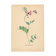 Old illustration 1948 - Vetch - Meadow flower. Botanical plate.