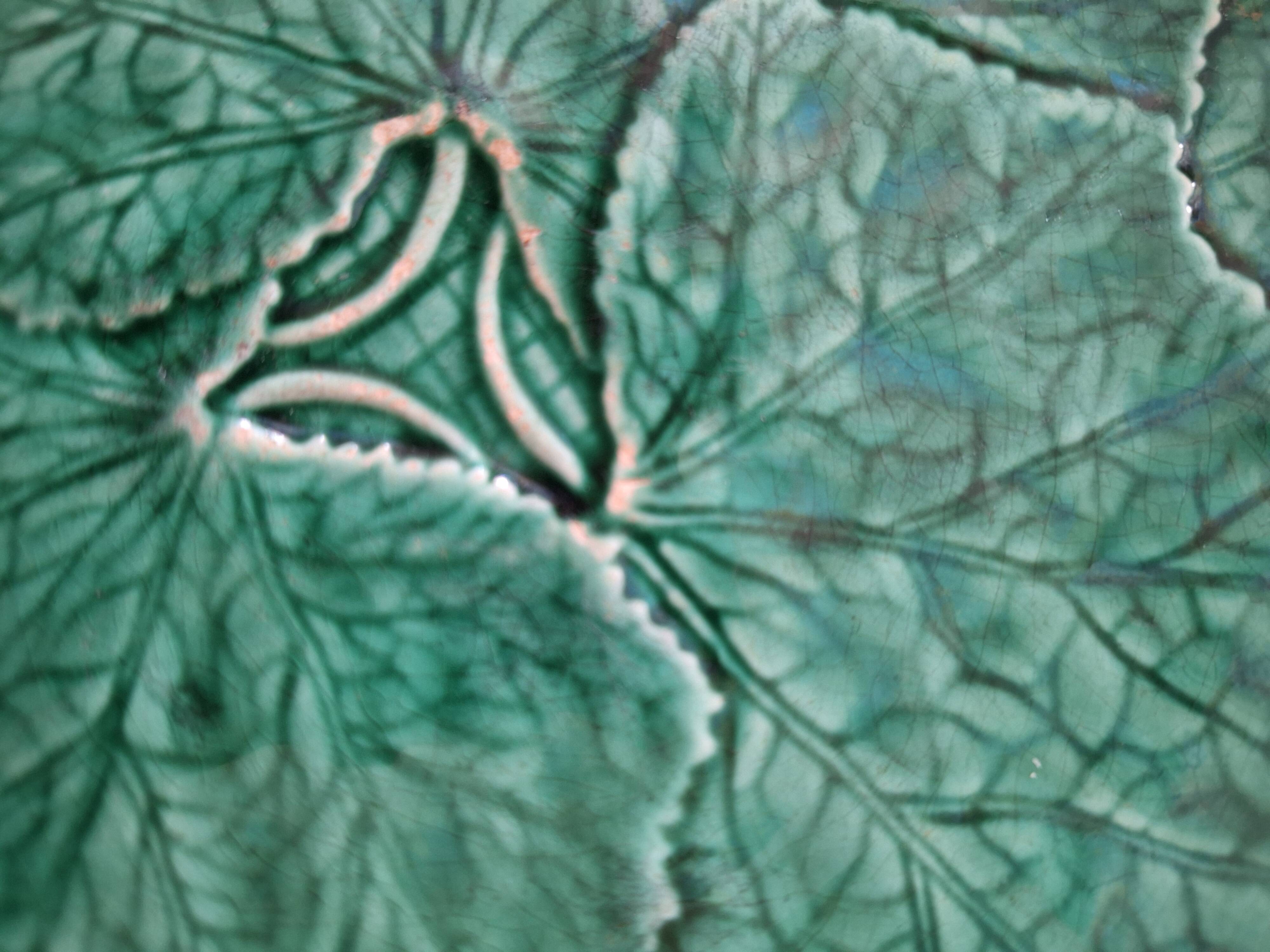 Green plate leaf of gien france