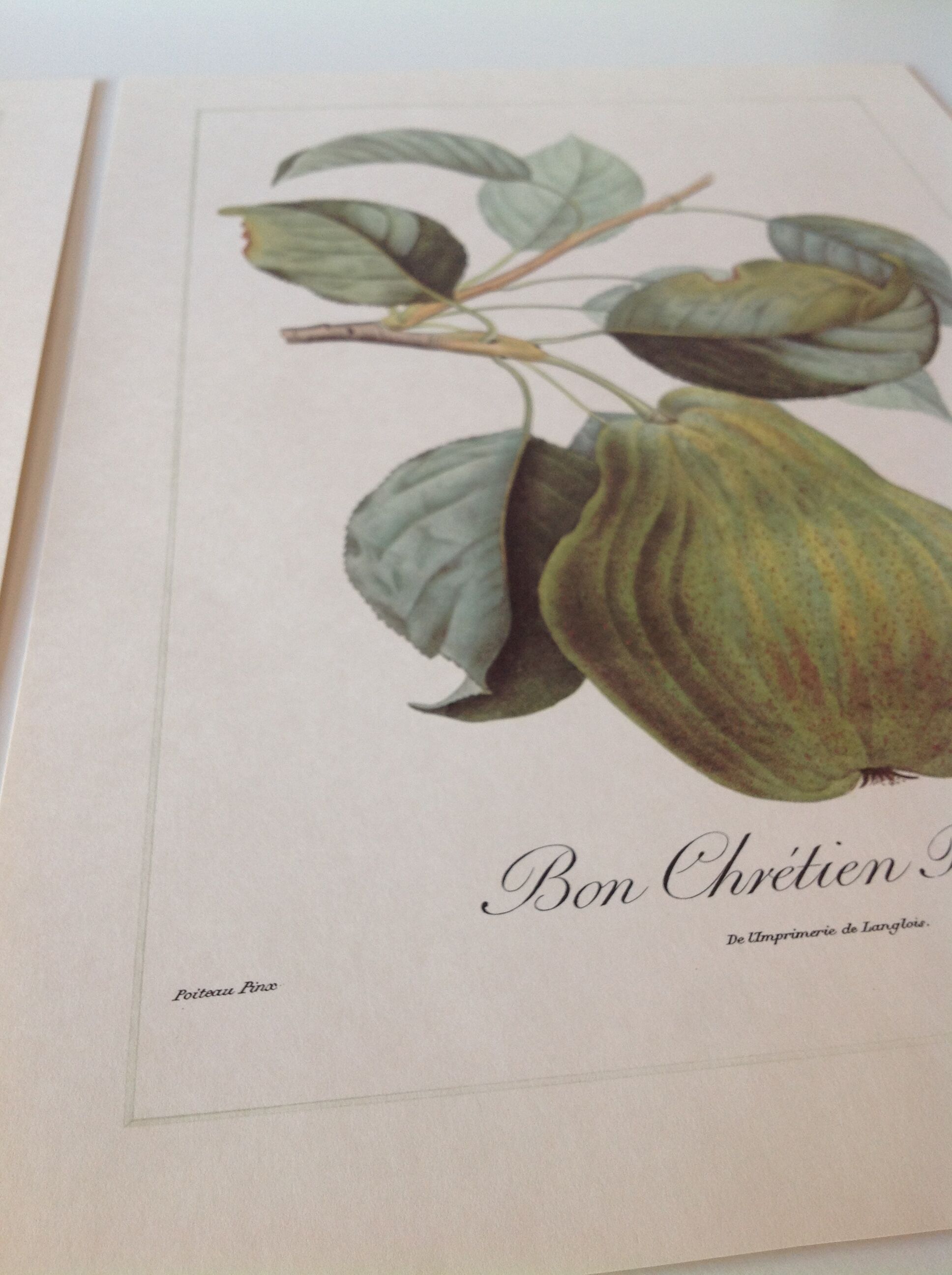 Botanic posters