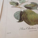 Botanic posters